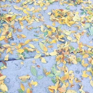 Meet your Posher, Lula